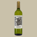Cepas Sauvignon Blanc Mendoza